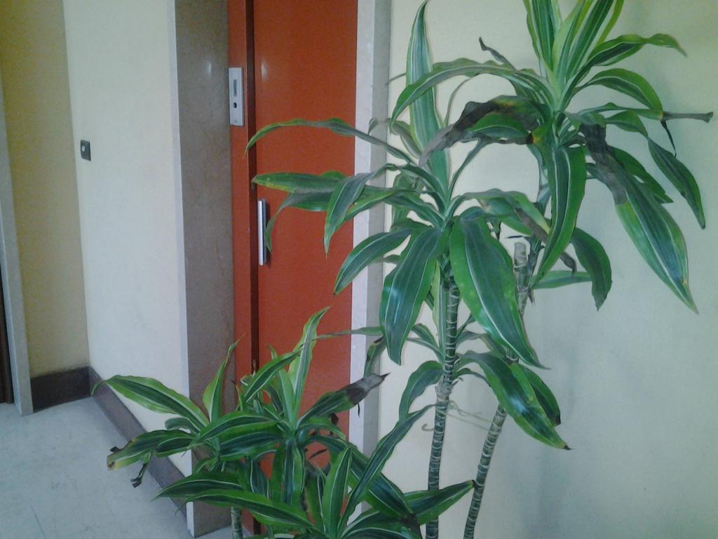 Olimpica Relais Guest House Roma Exterior foto